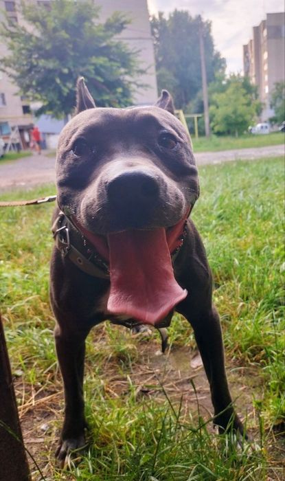 Американський піт-бультерєр стафф пітбуль шукає наречену в'язка Ковель