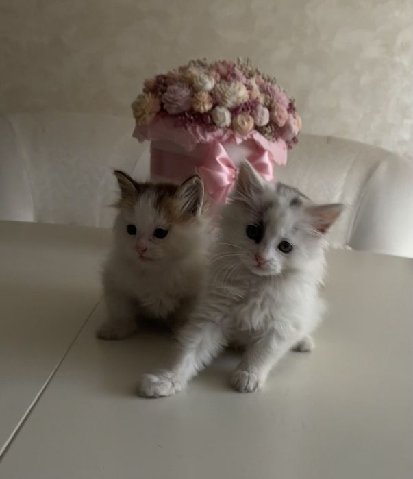 Віддам кошенята в добрі руки