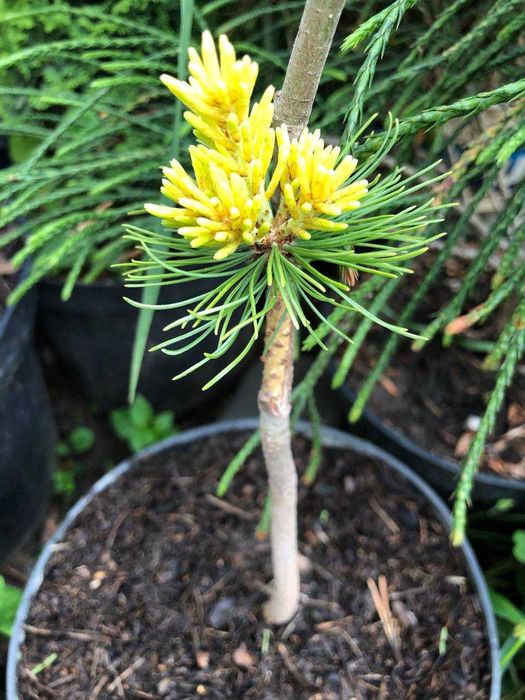 Сосна японская Др.Ландис Голд- 1300грн 2года