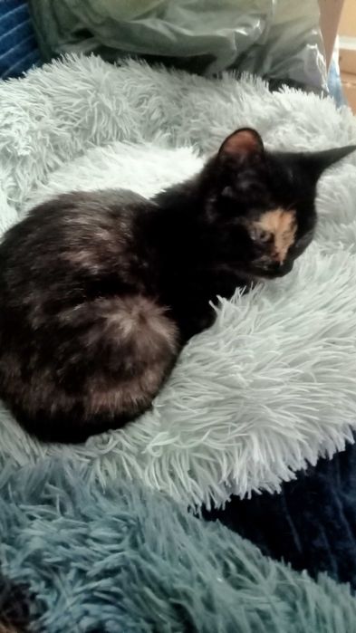 Dois gatinhos adoção em conjunto