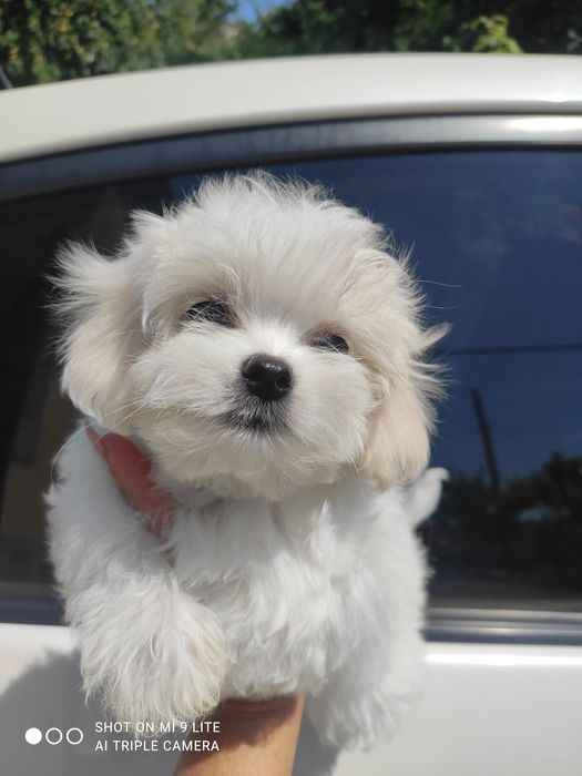 Шикарні цуценята Мальтезе