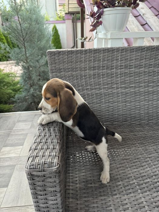 Цуценя бігль дівчинка чудова