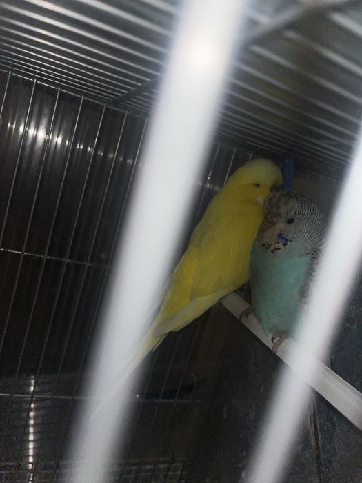 Casal periquitos ingleses