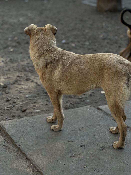 Фифа маленькая собачка стерилизована