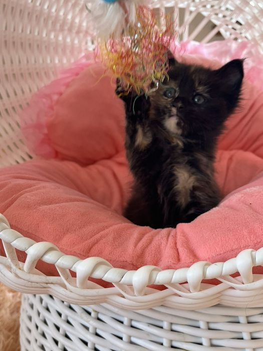 Котики породи Мейн Кун