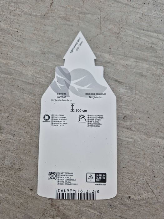 Bambus Rufa (Fargesia rufa)