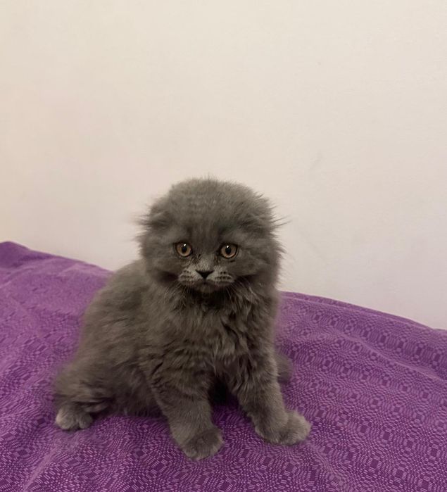 Scottish Fold Longhair