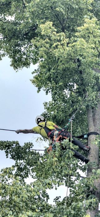 Wycinka Pielęgnacja drzew Arborystyka Zrębkowanie gałęzi. DN ARBO