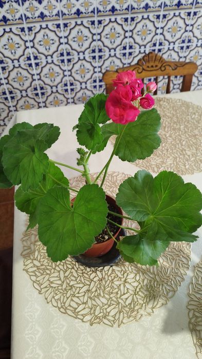 Flor Pelargonium Luna 5 Element