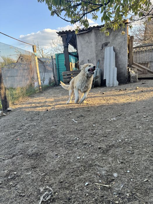 Продам цуценя кавказськоі вівчарки