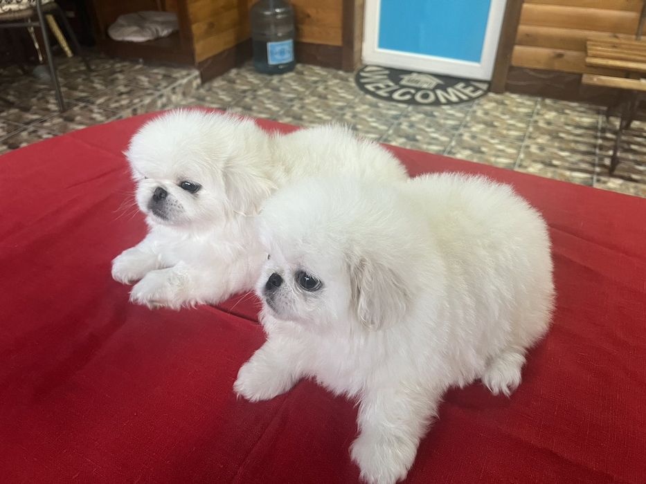 Два белоснежных облачка.