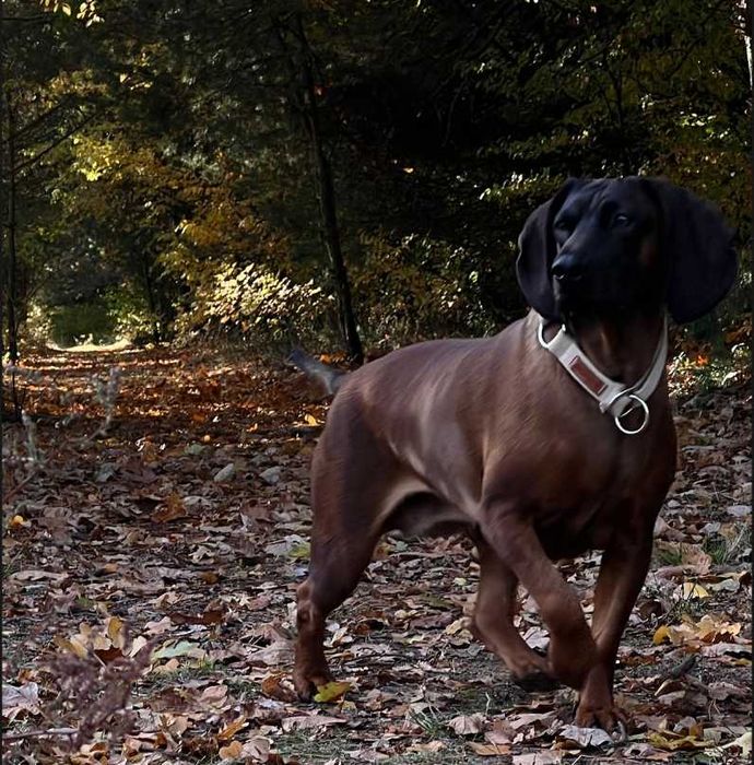 Zapowiedź miotu – posokowiec bawarski (FCI/ZKwP)