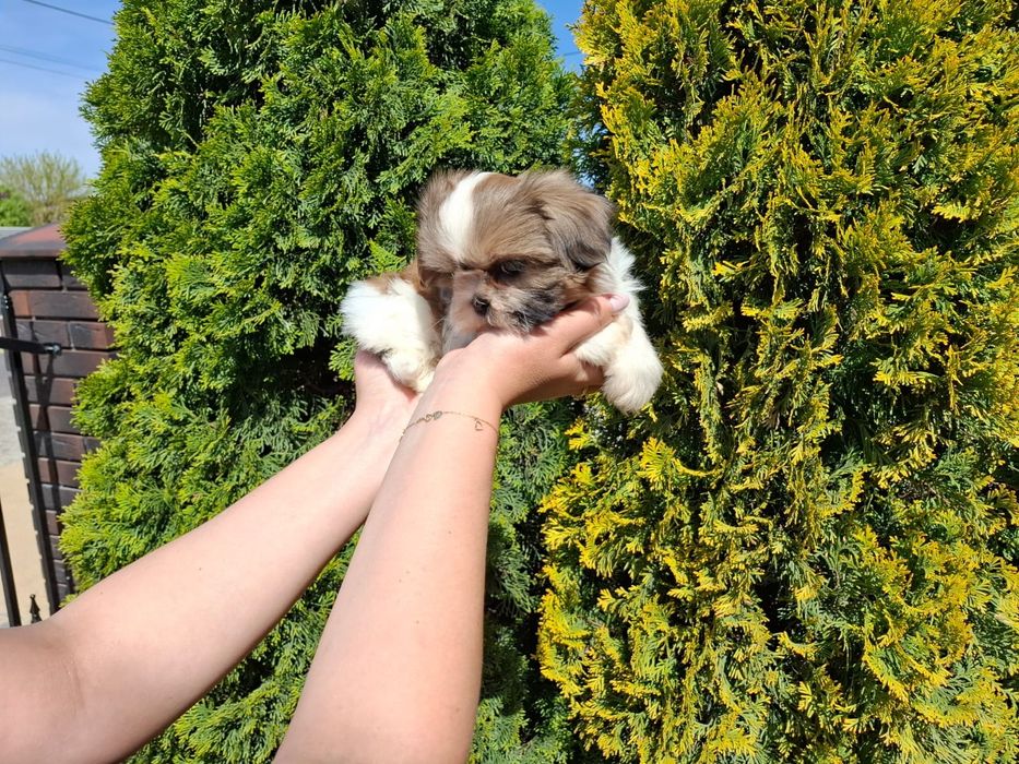 Shihtzu Shih TZU