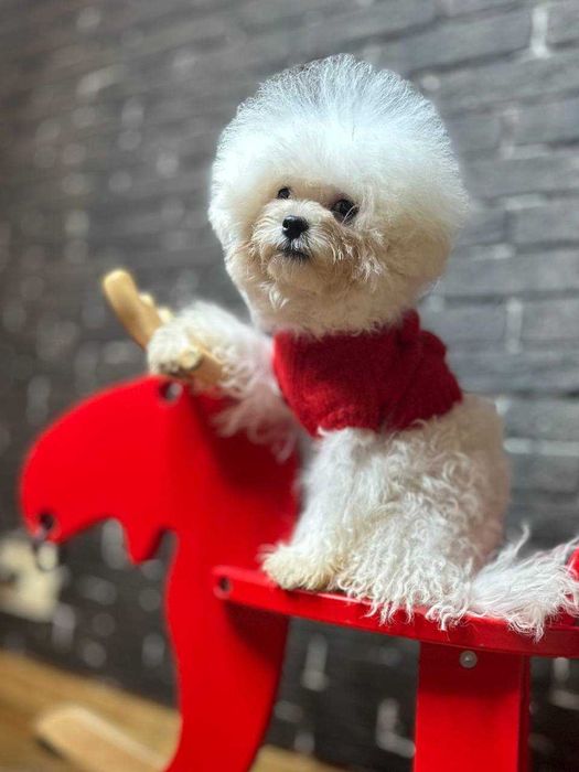 Мини Мальчик Бишон