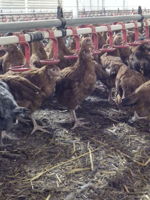 Kury,kurczęta odchowane- Opatow możliwy transport!!!