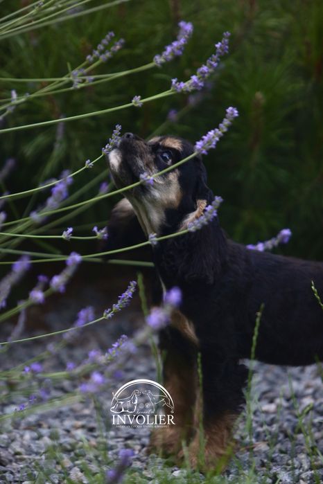 Американский Кокер Спаниель. Щенки. Девочка.