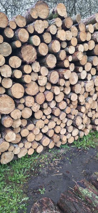 Drewno sosna sucha opał