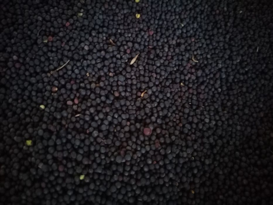 Brukiew pastewna nasiona, Karpiel kwaki pasza poplon kiełki mikroliście