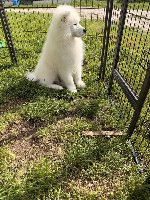 Szczenię samoyed samczyk