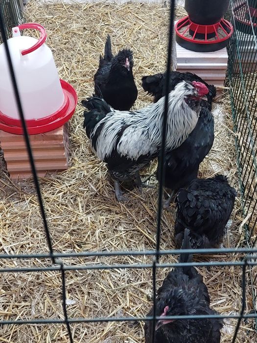 Jaja jajka lęgowe legbar marans silverudds  ameraucana