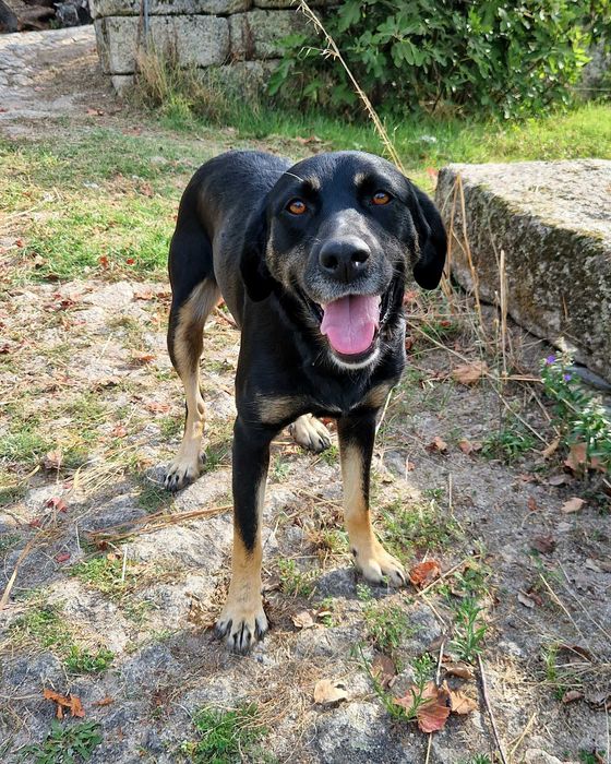 CANELA - Cadela muito meiga para adoção!