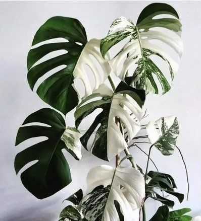 Монстера альба, монстера варіагатна