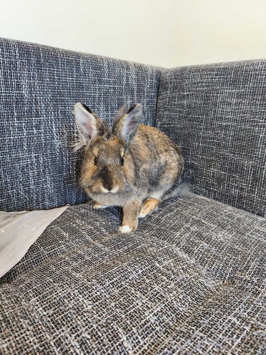 Królik miniaturka z wyprawką!