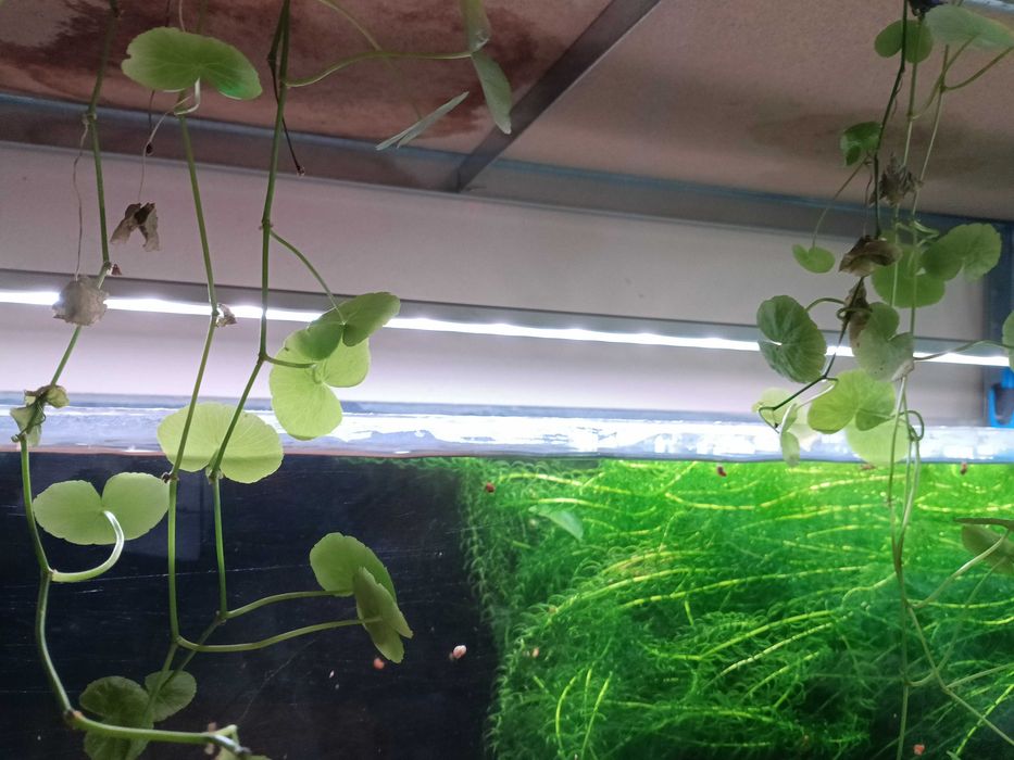 Kit Aquário 90l completo