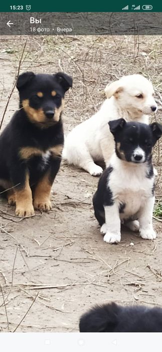 Отдам даром в хорошие руки щенков