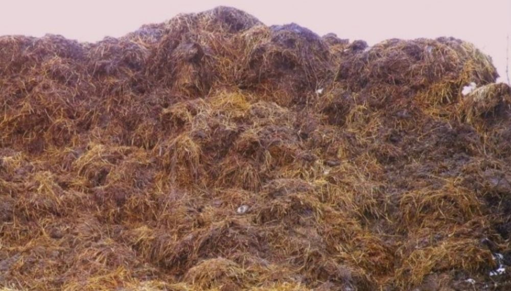 Obornik koński zamienie