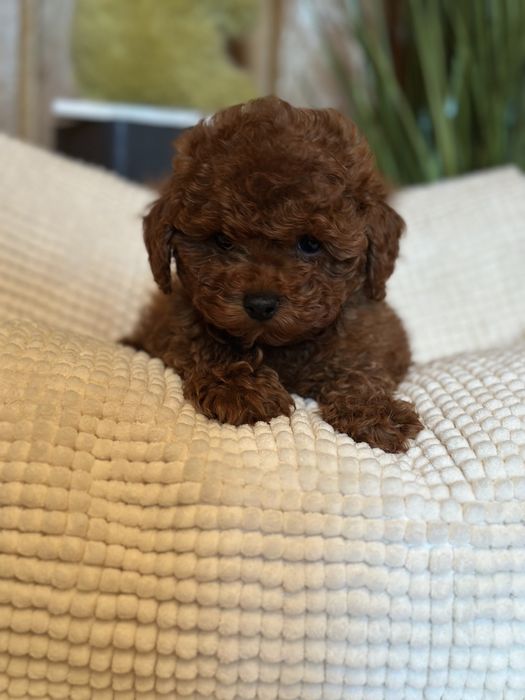 Пуделя на любой бюджет