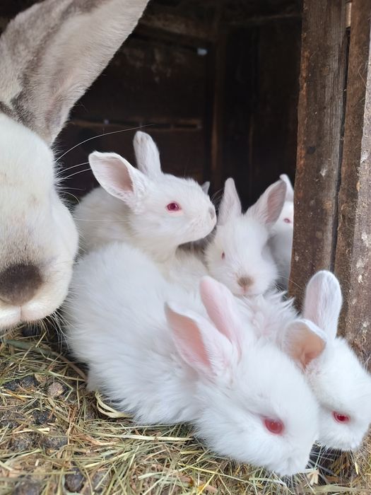 Sprzedam młode króliki