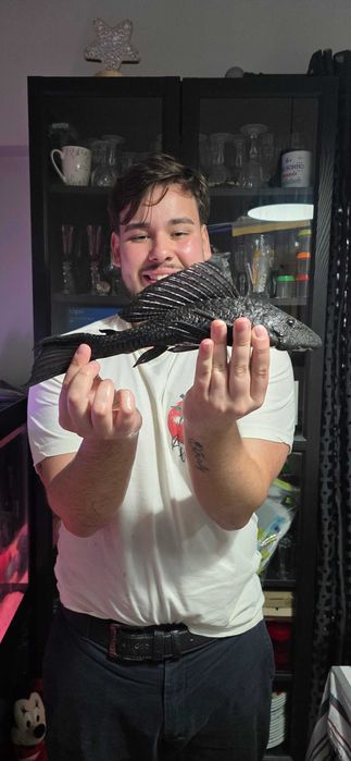 Plecos variados tamanhos e estripes