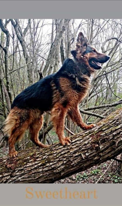 Кобель німецької вівчарки