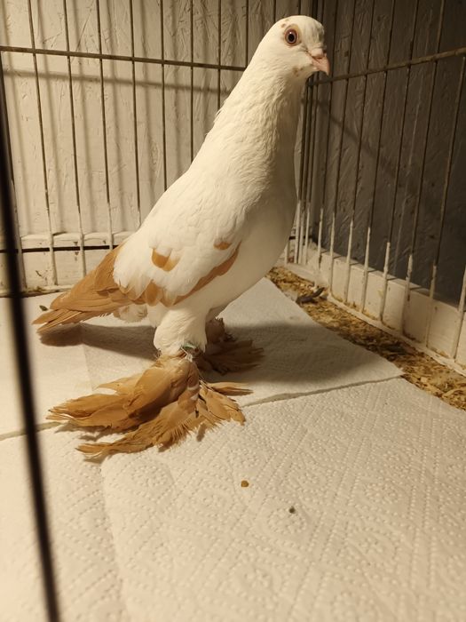 Gołąb. Wiedyn żółty samica. 25