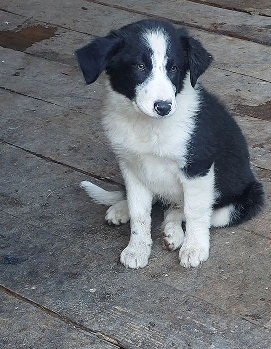 Szczeniak Border Collie