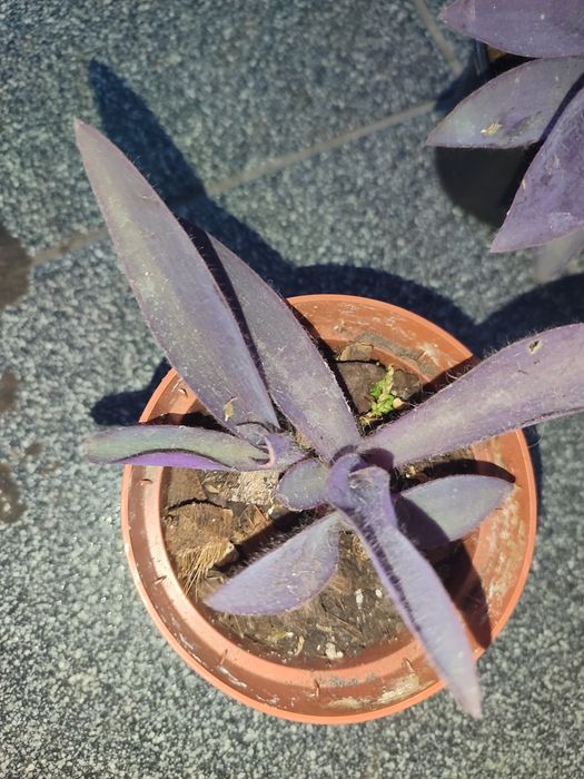trzykrotka purpurowa