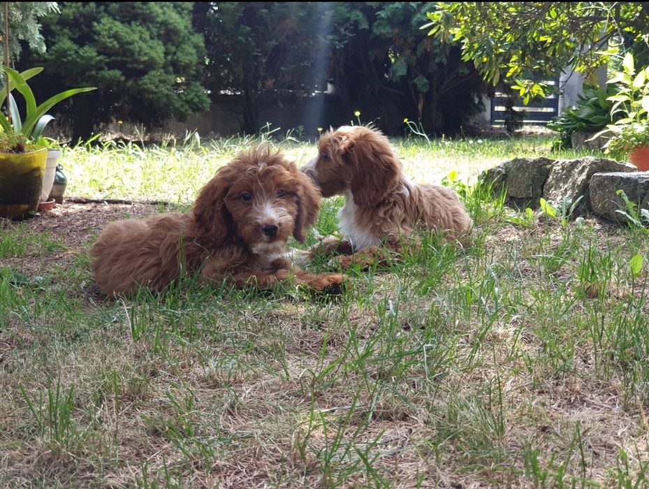 Irishdoodle szczeniak * Jak goldendoodle  *  Jak cockapoo CUDNE