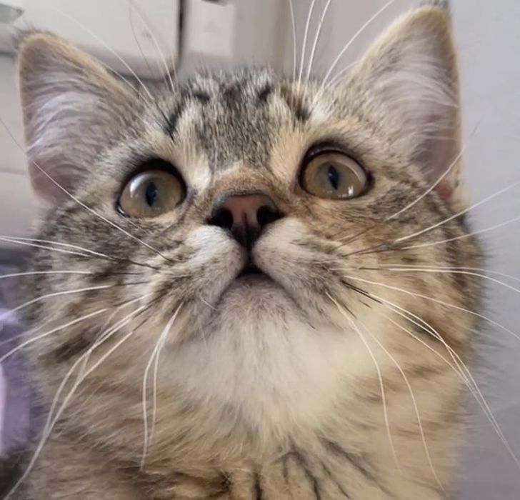 Шотландские прямоухие и  вислоухие котята, мальчик и девочки