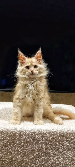 Рыжий муркотливий мейн-кун хлопчик,