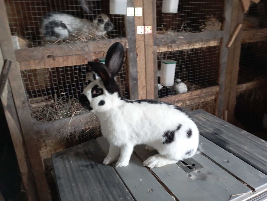 Olbrzym Srokacz Czarny