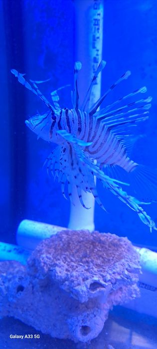 Pterois volitans black Skrzydlica