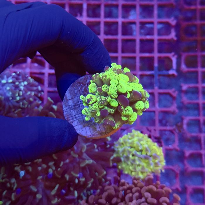 Euphyllia Paraancora Grafted Akwarium morskie