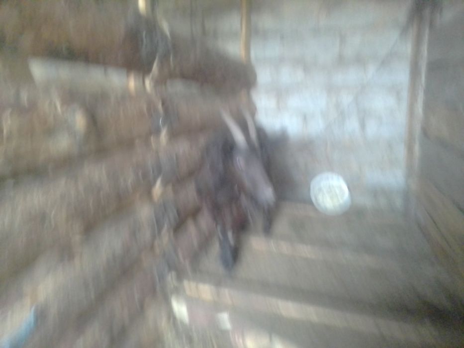 Коза поле первого окота