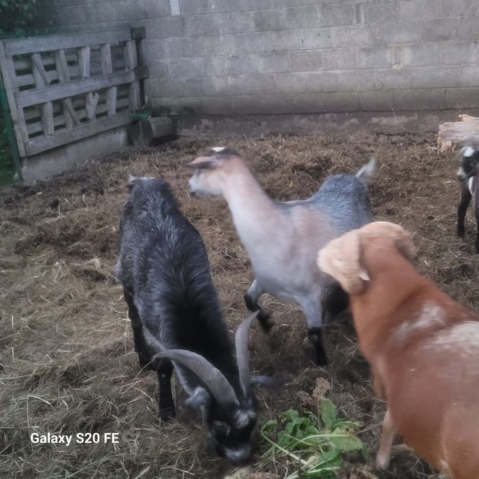 Kaza,Kozioł,Kucyk