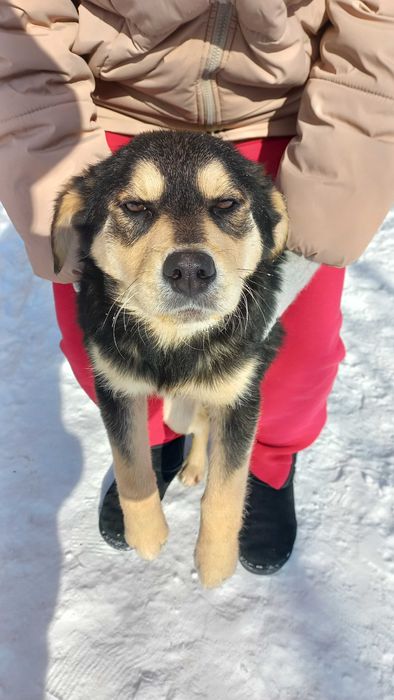 Цуценята, безкоштовно