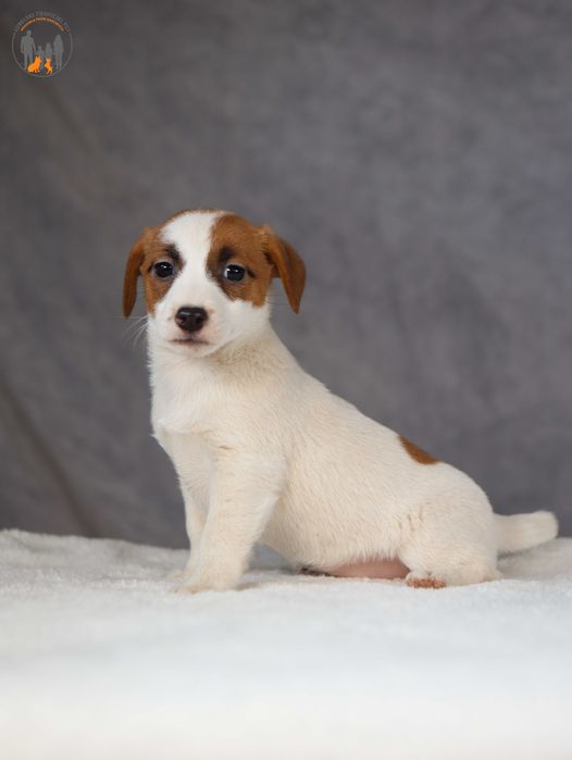 Jack Russell Terrier ZKwP FCI suczka k.włos -rezerwacja