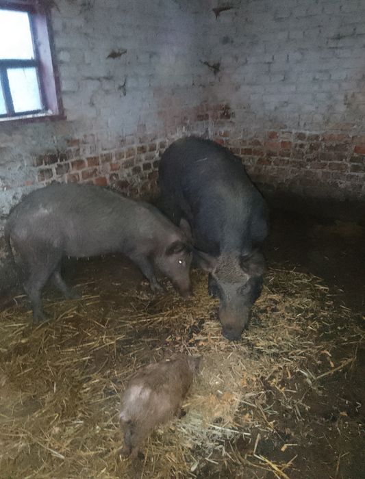 Продам свині кабан   матка