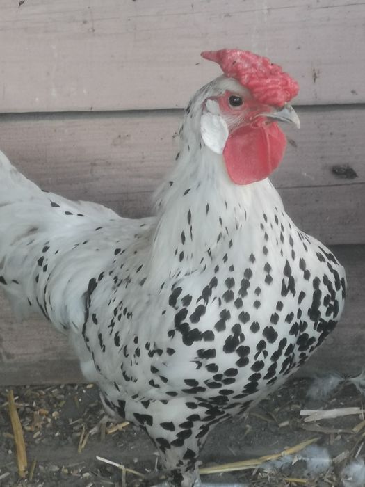 Sprzedam lub zamienię