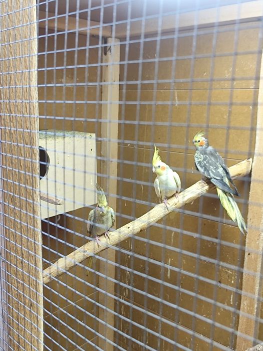 Sprzedam papugi nimfy